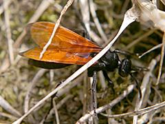 Spider Wasp